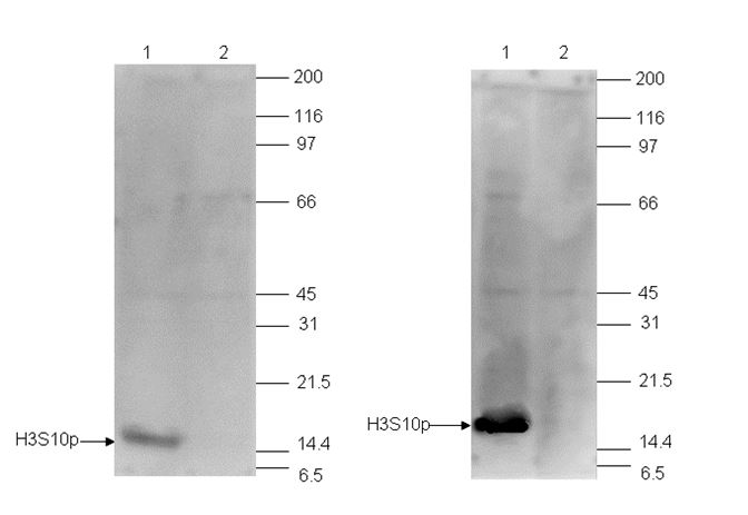 HeLa cells were treated with TSA (figure on left) or with colcemid (figure on right), and 15 μg of histone extracts of these cells were analyzed by Western blot using the antibody against H3S10p (bs-53069R) diluted 1:500 in TBS-Tween containing 5% skimmed milk. The position of the protein of interest is indicated on the left; the marker (in kDa) is shown on the right. The result of the Western analysis with the antibody is shown in lane 1; lane 2 shows the same analysis after incubation of the antibody with 750 pmol blocking peptide for 1 hour at room temperature.