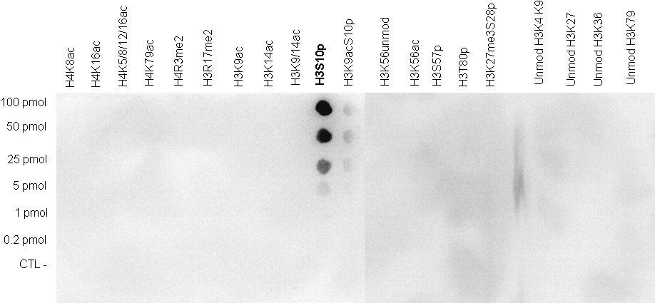 A Dot Blot analysis was performed to test the cross-reactivity of the antibody against H3S10p (bs-53069R) with peptides containing other modifications of histone H3 and H4 and with peptides containing unmodified sequences from histone H3. One hundred to 0.2 pmol of the peptide containing the respective histone modification were spotted on a membrane. The antibody was used at a dilution of 1:20,000. The figure shows a high specificity of the antibody for the modification of interest. Note that the antibody does not recognize the H3S10p modification if the H3K9ac modification is present.
