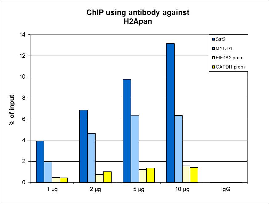 ChIP assays were performed using HeLa cells, _x000D_ H2Apan Polyclonal Antibody (bs-53140R) and optimized PCR primer sets for qPCR. ChIP was performed with sheared chromatin from 1 million cells using the IP-Star automated system. A titration of the antibody consisting of 1, 2, 5, and 10 μg per ChIP experiment was analyzed. IgG (5 μg/IP) was used as negative IP control. QPCR was performed with primers for the GAPDH and EIF4A2 promoters, used as negative controls and for the inactive MYOD1 gene and the Sat2 satellite repeat, used as positive controls. Figure shows the recovery, expressed as a % of input (the relative amount of immunoprecipitated DNA compared to input DNA after qPCR analysis).