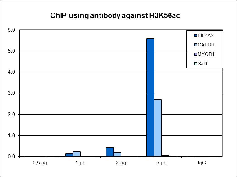 ChIP assays were performed using HeLa cells, H3K56ac Polyclonal Antibody (bs-53145R) and optimized PCR primer sets for qPCR. ChIP was performed with sheared chromatin from 1.5 million cells. A titration of the antibody consisting of 0.5, 1, 2 and, 5 μg per ChIP experiment was analyzed. IgG (1 μg/IP) was used as negative IP control. QPCR was performed with primers for a region approximately 1 kb upstream of the GAPDH promoter and for the EIF4A2 promoter, used as positive controls, and for the coding region of the inactive MYOD1 gene and the Sat2 satellite repeat, used as negative controls. Figure shows the recovery, expressed as a % of input (the relative amount of immunoprecipitated DNA compared to input DNA after qPCR analysis).