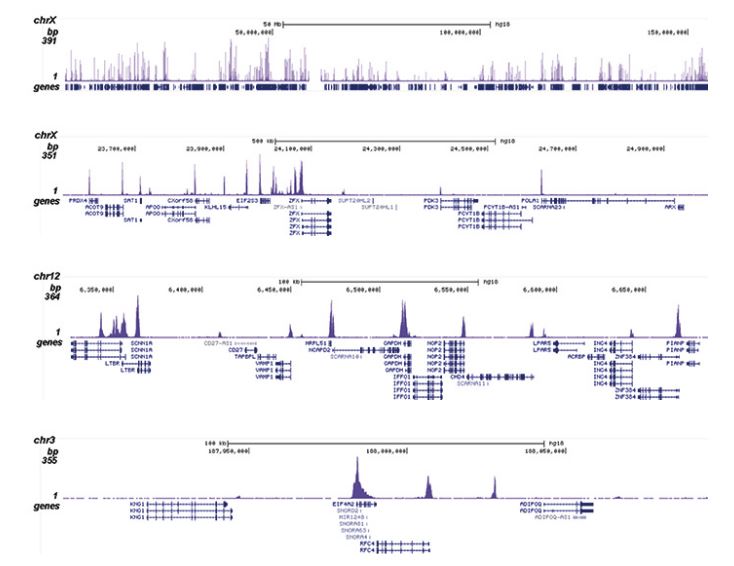 ChIP was performed on sheared chromatin from 1.5 million HeLaS3 cells using 5 μg of H3K56ac Polyclonal Antibody (bs-53145R) as described previously. The IP’d DNA was subsequently analyzed on an Illumina HiSeq. Library preparation, cluster generation and sequencing were performed according to the manufacturer’s instructions. The 51 bp tags were aligned to the human genome using the BWA algorithm. Figure shows the enrichment along the complete sequence and a 1 Mb region of the X-chromosome (fig A and B) and in genomic regions of chromosome 12 and 3, surrounding the GAPDH and EIF4A2 positive control genes.