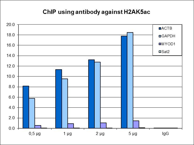 ChIP assays were performed using HeLa cells, H2AK5ac Polyclonal Antibody (bs-53146R) and optimized PCR primer sets for qPCR. ChIP was performed using sheared chromatin from 1.5 million cells. A titration of the antibody consisting of 0.5, 1, 2 and, 5 μg per ChIP experiment was analyzed. IgG (1 μg/IP) was used as negative IP control. QPCR was performed with primers for a region approximately 1 kb upstream of the GAPDH and ACTB promoters, used as positive controls, and for the coding region of the inactive MYOD1 gene and the Sat2 satellite repeat, used as negative controls. Figure shows the recovery, expressed as a % of input (the relative amount of immunoprecipitated DNA compared to input DNA after qPCR analysis).