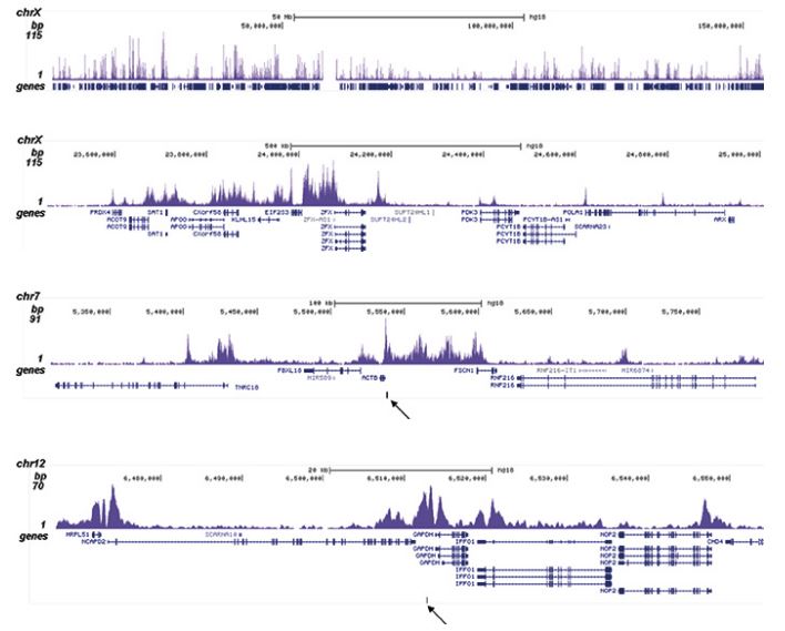 ChIP was performed on sheared chromatin from 1.5 million HeLaS3 cells using 0.5 μg of H2AK5ac Polyclonal Antibody (bs-53146R) as described previously. The IP’d DNA was subsequently analyzed on an Illumina HiSeq. Library preparation, cluster generation and sequencing were performed according to the manufacturer’s instructions. The 51 bp tags were aligned to the human genome using the BWA algorithm. Figure shows the enrichment along the complete sequence and a 1 Mb region of the X-chromosome (fig A and B) and in genomic regions of chromosome 7, surrounding the ACTB gene, and of chromosome 12, surrounding the GAPDH gene (fig C and D). The position of the amplicon used for ChIP-qPCR is indicated by an arrow.