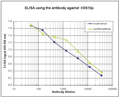 To determine the titer, an ELISA was performed using a serial dilution of the Bioss antibody directed against H3S10p (Cat. No. bs-53135R) and the crude serum. The antigen used was a peptide containing the histone modification of interest. By plotting the absorbance against the antibody dilution, the titer of the antibody was estimated to be 1:5,200.