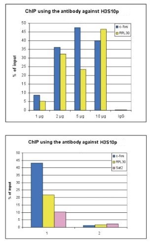 Figure A: ChIP assays were performed using HeLa cells treated with colcemid to block the cells in metaphase, H3S10p Polyclonal Antibody (bs-53135R) and optimized PCR primer sets for qPCR. ChIP was performed with LowCell ChIP kit on sheared chromatin from 10,000 cells using the SX-8G IP-Star automated system. A titration of the antibody consisting of 1, 2, 5, and 10 μg per ChIP experiment was analyzed. IgG (5 μg/IP) was used as negative IP control. QPCR was performed with primers for the promoter of the active genes c-fos and RPL30. Figure shows the recovery, expressed as a % of input (the relative amount of immunoprecipitated DNA compared to input DNA after qPCR analysis). Figure B: ChIP was performed as described above using 2 μg of H3S10p antibody and sheared chromatin from 10,000 HeLa cells treated with colcemid (sample 1) or from 10,000 untreated cells (sample 2). QPCR was performed with primers for the promoter of the active genes c-fos and RPL30, and for the Sat2 satellite repeat region.