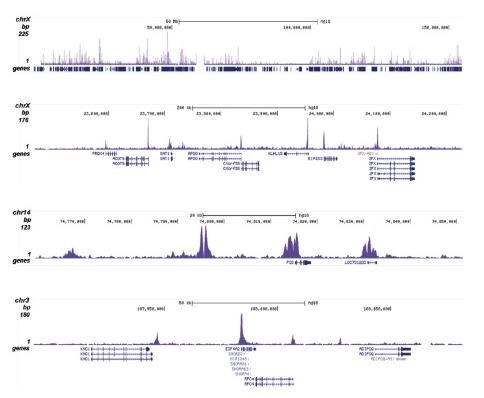 ChIP was performed as described above using 1 μg of H3K18ac Polyclonal Antibody (cat. No. bs-53137R). The IP’d DNA was subsequently analyzed on an Illumina Genome Analyzer. Library preparation, cluster generation, and sequencing were performed according to the manufacturer’s instructions. The 36 bp tags were aligned to the human genome using the ELAND algorithm. The figure shows the peak distribution along the complete human X-chromosome and a zoom-in to a 600 kb region (figure A and B), and in two regions on chromosome 14 and 3 surrounding the c-fos and EIF4A2 positive control genes (figure C and D).