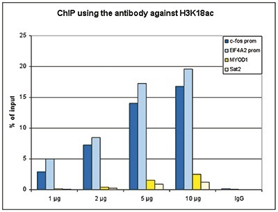 ChIP assays were performed using HeLa cells treated with TSA, _x000D_ H3K18ac Polyclonal Antibody (cat. No. bs-53137R) and optimized PCR primer pairs for qPCR. ChIP was performed with a ChIP-seq kit using sheared chromatin from 1,000,000 cells. A titration consisting of 1, 2, 5 and 10 μg of antibody per ChIP experiment was analyzed. IgG (2 μg/IP) was used as a negative IP control. Quantitative PCR was performed with primers for the promoters of the active EIF4A2 and c-fos genes, used as positive controls, and inactive MYOD1 gene and the Sat2 satellite repeat, used as negative controls. The figure shows the recovery, expressed as a % of input (the relative amount of immunoprecipitated DNA compared to input DNA after qPCR analysis).