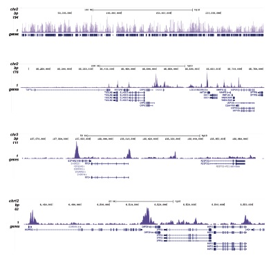 ChIP was performed with 0.5 μg of the Bioss antibody against H4K5,8,12ac (cat. No. bs-53096R) on sheared chromatin from 100,000 K562 cells using a ChIP-seq kit. The IP’d DNA was subsequently analyzed on an Illumina Genome Analyzer. Library preparation, cluster generation, and sequencing were performed according to the manufacturer’s instructions. The 36 bp tags were aligned to the human genome using the ELAND algorithm. The figure shows the signal distribution along the complete length of chromosome 2 (figure A) and a zoomin to a 600 kb region (figure B). Figure C and D show the enrichment in two genomic regions on chromosome 3 and 12, respectively, containing EIF4A2 and GAPDH positive controls.