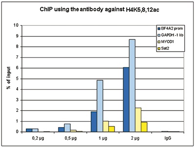 ChIP assays were performed using K562 cells, Bioss antibody against H4K5,8,12ac (cat. No. bs-53096R) and optimized PCR primer sets for qPCR. ChIP was performed with a ChIP- seq kit on sheared chromatin from 100,000 cells. A titration of the antibody consisting of 0.2, 0.5, 1 and 2 μg per ChIP experiment was analyzed. IgG (1 μg/IP) was used as negative IP control. QPCR was performed with primers for the promoter of the active gene EIF4A2 and for a region 1 kb upstream of the GAPDH gene, used as positive controls, and for the inactive MYOD1 gene and the Sat2 satellite repeat region used as negative controls. The figure shows the recovery, expressed as a % of input (the relative amount of immunoprecipitated DNA compared to input DNA after qPCR analysis).