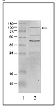 Western blot was performed on nuclear extracts from HeLa cells (HeLa NE) using the Bioss antibody against L3MBTL1 (Cat. No. bs-53097R) diluted 1:1,000 in TBS-Tween containing 5% skimmed milk (lane 2). A molecular weight marker is shown in lane 1; the location of the protein of interest is indicated on the right.