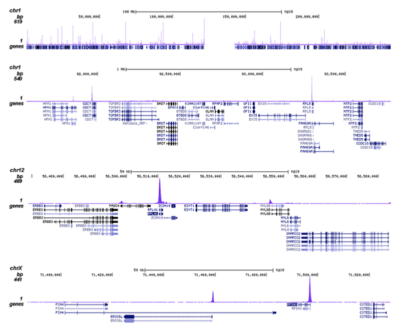 ChIP was performed on sheared chromatin from 4 million HeLa cells using 2 μg of the Bioss antibody against WDR5 (Cat. No. bs-53101R) as described above. The IP’d DNA was subsequently analyzed on an Illumina HiSeq. Library preparation, cluster generation, and sequencing were performed according to the manufacturer’s instructions. The 50 bp tags were aligned to the human genome using the BWA algorithm. The figure shows the enrichment along the complete sequence and a 2 Mb region of human chromosome 1 (fig A and B), and in two genomic regions surrounding the RPL41 and RPS4X positive control genes (fig C and D).