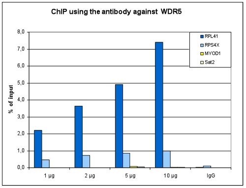 ChIP assays were performed using HeLa cells, the Bioss antibody against WDR5 (Cat. No. bs-53101R) and optimized PCR primer sets for qPCR. ChIP was performed with a ChIP-seq kit, using sheared chromatin from 4 million cells. A titration consisting of 1, 2, 5 and 10 μg of antibody per ChIP experiment was analyzed. IgG (2 μg/IP) was used as a negative IP control. Quantitative PCR was performed with optimized primers for the promoters of the RPL41 and RPS4X ribosomal protein genes, used as positive controls, and for the MYOD1 gene and the Sat2 satellite repeat, used as negative controls. The figure shows the recovery, expressed as a % of input (the relative amount of immunoprecipitated DNA compared to input DNA after qPCR analysis).