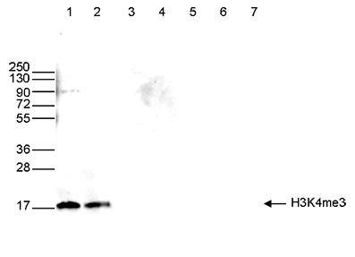 Western blot was performed on whole cell (40 µg, lane 1) and histone extracts (15 µg, lane 2) from HeLa cells, and on 1 µg of recombinant histone H2A, H2B, H3.1, H3.3 and H4 (lane 3, 4, 5, 6 and 7, respectively) using the Bioss antibody against H3K4me3 (Cat. No. bs-53103R). The antibody was diluted 1:500 in TBS-Tween containing 5% skimmed milk. The position of the protein of interest is shown on the right, the marker (in kDa) is shown on the left.