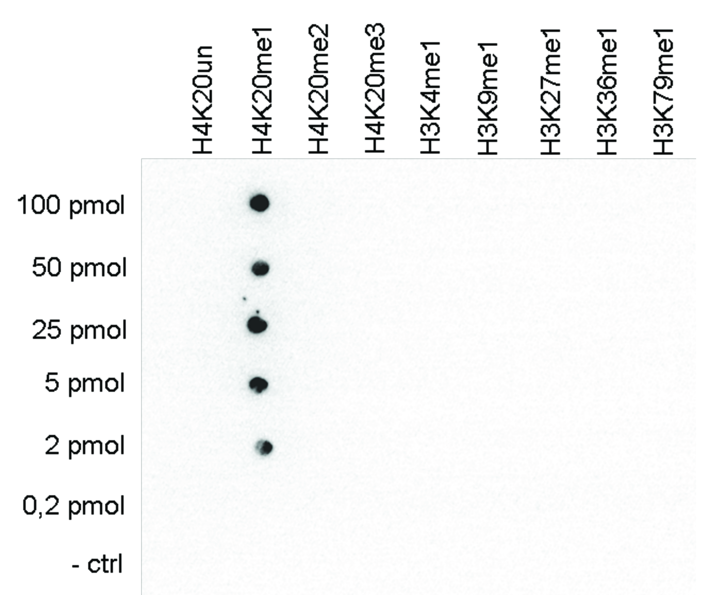 To check the specificity of the Bioss antibody against H4K20me1 (cat. No bs-53104R) a Dot Blot was performed with peptides containing different modifications of histone H3 and H4 or the unmodified H4K20 sequence. One hundred to 0.2 pmol of the peptide containing the respective histone modification were spotted on a membrane. The antibody was used at a dilution of 1:20,000. The figure shows a high specificity of the antibody for the modification of interest.