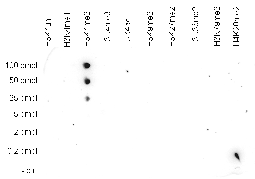 A Dot Blot analysis was performed to test the cross-reactivity of the Bioss antibody against H3K4me2 (Cat. No. bs-53105R) with peptides containing other modifications of histone H3 and H4 and the unmodified H3K4 sequence. One hundred to 0.2 pmol of the respective peptides were spotted on a membrane. The antibody was used at a dilution of 1:20,000. Figure shows a high specificity of the antibody for the modification of interest.