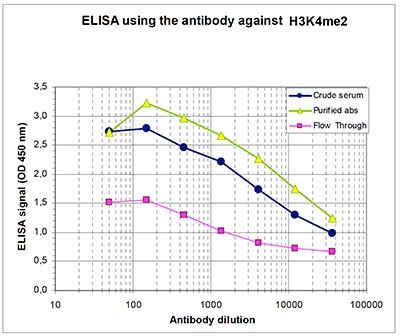 To determine the titer, an ELISA was performed using a serial dilution of H3K4me2 Polyclonal Antibody (bs-53105R), crude serum and flow through in antigen coated wells. The antigen used was a peptide containing the histone modification of interest. By plotting the absorbance against the antibody dilution, the titer of the antibody was estimated to be 1:12,600.