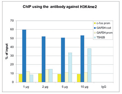 ChIP was performed with the Bioss antibody against H3K4me2 (Cat. No. bs-53105R) on sheared chromatin from 1 million HeLaS3 cells using an Auto Histone ChIP-seq kit. A titration of the antibody consisting of 1, 2, 5 and 10 μg per ChIP experiment was analyzed. IgG (2 μg/IP) was used as negative IP control. Quantitative PCR was performed with primers for the promoter and coding region of the active GAPDH gene, the promoter of the active c-fos gene and for the coding region of the inactive TSH2B. The figure shows the recovery, expressed as a % of input (the relative amount of immunoprecipitated DNA compared to input DNA after qPCR analysis).