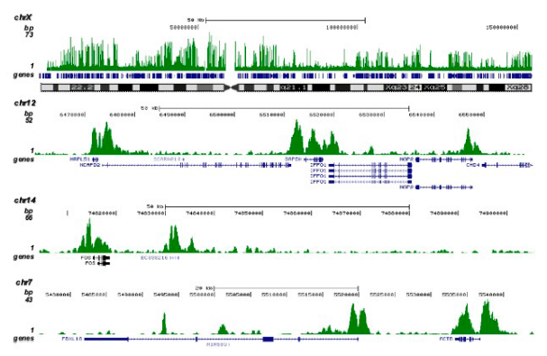 ChIP was performed as described above using 1 μg of the Bioss antibody against H3K4me2 (Cat. No. bs-53105R). The IP’d DNA was analyzed on an Illumina Genome Analyzer. Library preparation, cluster generation, and sequencing were performed according to the manufacturer’s instructions. The 36 bp tags were aligned to the human genome using the ELAND algorithm. The figure shows the peak distribution along the complete X-chromosome (figure A) and in 3 chromosomal regions surrounding the GAPDH, c-fos and ACTB genes (figure B, C, and D respectively).
