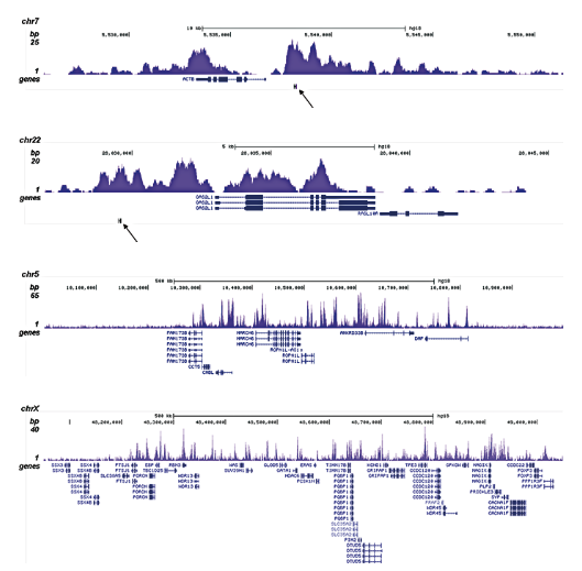 ChIP was performed as described above with 1 μg of the Bioss antibody against H3K4me1 (Cat. No. bs-53106R). The IP’d DNA was subsequently analyzed on an Illumina Genome Analyzer. Library preparation, cluster generation, and sequencing were performed according to the manufacturer’s instructions. The 36 bp tags were aligned to the human genome using the ELAND algorithm. Figure A and B show the enrichment in chromosomal regions surrounding the ACTB and GAS2L1 positive control genes. The position of the amplicon used in the qPCR validation is indicated by an arrow. Figure C and D show the H3K4me1 signal in two 1 Mb regions of chromosome 5, and X respectively.
