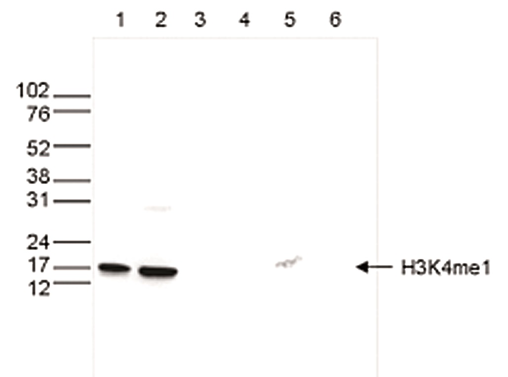 Western blot was performed on whole cell (25 μg, lane 1) and histone extracts (15 μg, lane 2) from HeLa cells, and on 1 μg of recombinant histone H2A, H2B, H3 and H4 (lane 3, 4, 5 and 6, respectively) using the Bioss antibody against H3K4me1 (Cat. No. bs-53106R). The antibody was diluted 1:500 in TBS-Tween containing 5% skimmed milk. The position of the protein of interest is shown on the right, the marker (in kDa) is shown on the left.
