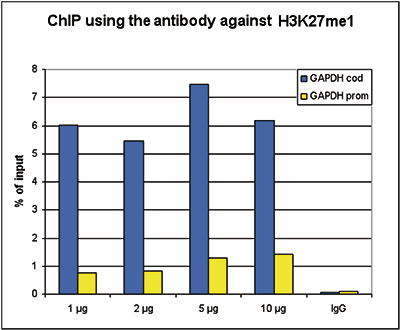 ChIP assays were performed using HeLa cells, the Bioss antibody against H3K27me1 (Cat. No. bs-53108R) and optimized PCR primer sets for qPCR. ChIP was performed using sheared chromatin from 100,000 cells. A titration of the antibody consisting of 1, 2, 5 and 10 μg per ChIP experiment was analyzed. IgG (2 μg/IP) was used as negative IP control. QPCR was performed with primers for the promoter and the coding region of the active gene GAPDH used as a negative and a positive control target, respectively. The figure shows the recovery, expressed as a % of input (the relative amount of immunoprecipitated DNA compared to input DNA after qPCR analysis).