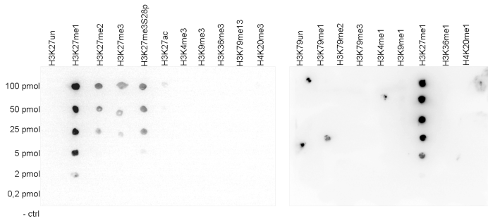 A Dot Blot analysis was performed to test the cross-reactivity of the Bioss antibody against H3K27me1 (Cat. No. bs-53108R) with peptides containing other modifications and unmodified sequences of histone H3 and H4. One hundred to 0.2 pmol of the peptide containing the respective histone modification were spotted on a membrane. The antibody was used at a dilution of 1:20,000. The figure shows a high specificity of the antibody for the modification of interest. A Dot Blot analysis was performed to test the cross-reactivity of the Bioss antibody against H3K27me1 (Cat. No. bs-53108R) with peptides containing other modifications and unmodified sequences of histone H3 and H4. One hundred to 0.2 pmol of the peptide containing the respective histone modification were spotted on a membrane. The antibody was used at a dilution of 1:20,000. The figure shows a high specificity of the antibody for the modification of interest.
