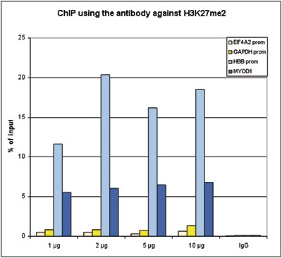ChIP assays were performed using HeLa cells, the Bioss antibody against H3K27me2 (cat. No. bs-53109R) and optimized PCR primer sets for qPCR. ChIP was performed with an Auto Histone ChIP-seq kit on the SX-8G IP-Star Compact automated system, using sheared chromatin from 1 million cells. A titration of the antibody consisting of 1, 2, 5, and 10 μg per ChIP experiment was analyzed. IgG (2 μg/IP) was used as negative IP control. QPCR was performed with primers for the promoter of the active GAPDH and EIF4A2 genes, used as negative controls, and for the promoter of the inactive HBB and the coding region of the inactive MYOD1 genes, used as positive controls. The figure shows the recovery, expressed as a % of input (the relative amount of immunoprecipitated DNA compared to input DNA after qPCR analysis). These results are in accordance with the observation that H3K27me2 is preferably present at silent genes.