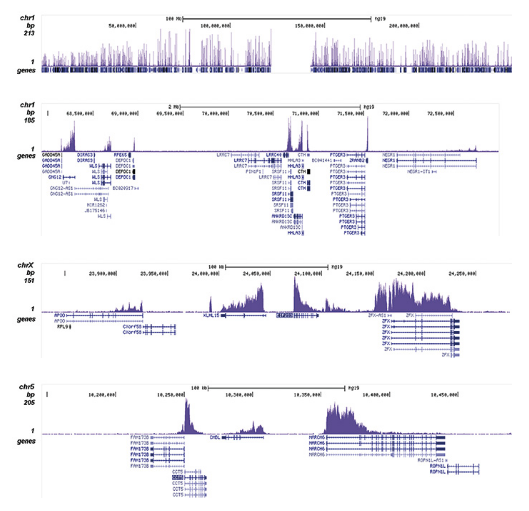 ChIP was performed with 1 μg of the Bioss antibody against H3K79me2 (Cat. No. bs-53111R) as described above. The IP’d DNA was subsequently analyzed on an Illumina HiSeq 2000. Library preparation, cluster generation, and sequencing were performed according to the manufacturer’s instructions. The 50 bp tags were aligned to the human genome using the BWA algorithm. The figure shows the peak distribution along the complete sequence and a 5 Mb region of chromosome 1 (figure A and B) and in two 300 kb regions surrounding the EIF2S3 and CCT5 positive control genes (figure C and D).