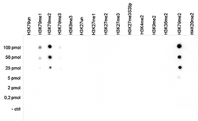 A Dot Blot analysis was performed to test the cross-reactivity of the Bioss antibody against H3K79me2 (Cat. No. bs-53111R) with peptides containing other modifications and unmodified sequences of histone H3. One hundred to 0.2 pmol of the peptide containing the respective histone modification were spotted on a membrane. The antibody was used at a dilution of 1:5,000. The figure shows a high specificity of the antibody for the modification of interest.