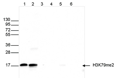 Western blot was performed on whole cell (25 μg, lane 1) and histone extracts (15 μg, lane 2) from HeLa cells, and on 1 μg of recombinant histone H2A, H2B, H3 and H4 (lane 3, 4, 5 and 6, respectively) using the Bioss antibody against H3K79me2 (Cat. No. bs-53111R) diluted 1:200 in TBS-Tween containing 5% skimmed milk. The position of the protein of interest is indicated on the right; the marker (in kDa) is shown on the left.