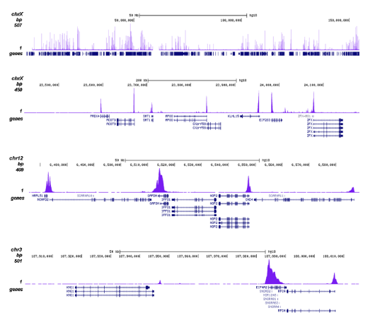 ChIP was performed with 1 μg of the Bioss antibody against H3K9ac (Cat. No. bs-53092R) and the IP’d DNA was subsequently analyzed on an Illumina Genome Analyzer. Library preparation, cluster generation, and sequencing were performed according to the manufacturer’s instructions. The 36 bp tags were aligned to the human genome using the ELAND algorithm. The figure shows the peak distribution along the complete sequence and an 800 kb region of the X-chromosome (figure A and B) and in 100 kb regions surrounding the GAPDH and EIF4A2 positive control genes ( figure C and D). These results clearly show an enrichment of H3K9ac at the promoters of active genes.