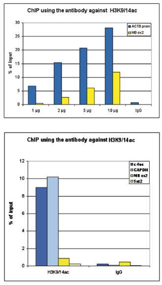 ChIP assays were performed using HeLa cells, the Bioss antibody against H3K9/14ac (Cat. No. bs-53093R) and optimized primer pairs for qPCR. ChIP was performed with a HighCell# ChIP kit, using sheared chromatin from 1.5 million cells. A titration of the antibody consisting of 1, 2, 5 and 10 μg per ChIP experiment was analyzed. IgG (5 μg/IP) was used as negative IP control.QPCR was performed using primers specific for the promoter of the ACTB gene as a positive control target and for exon 2 of the MB gene as a negative control target. The figure shows the recovery (the relative amount of immunoprecipitated DNA compared to input DNA). These results confirm the observation that acetylation of H3K9/14 is present at active promoters.