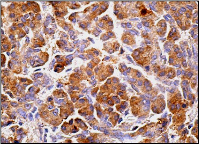 Immunoperoxidase staining of formalin fixed, paraffin-embedded human pancreas tissue showing cytoplasmic staining of glandular cells using 4E-BP1 (3G1) Monoclonal Antibody (bsm-52007R)