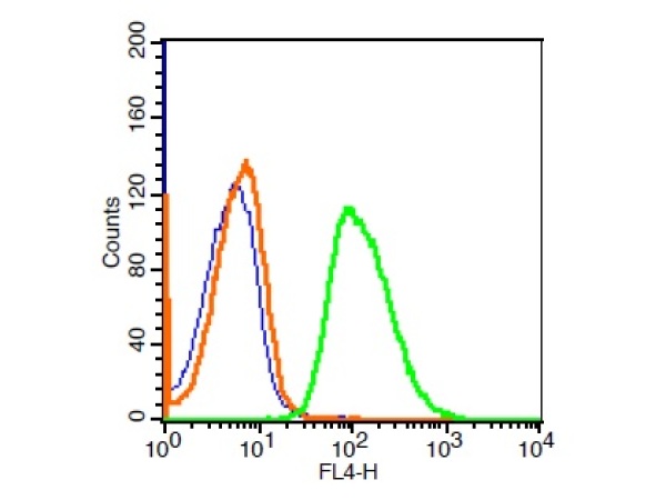 HeLa cells probed with Phospholipase C beta 2 Antibody, ALEXA FLUOR® 647 Conjugated (bs-6472R-A647) at 1:100 for 30 minutes compared to control cells (blue)and isotype control (orange). HeLa cells probed with Phospholipase C beta 2 Antibody, ALEXA FLUOR® 647 Conjugated (bs-6472R-A647) at 1:100 for 30 minutes compared to control cells (blue)and isotype control (orange).