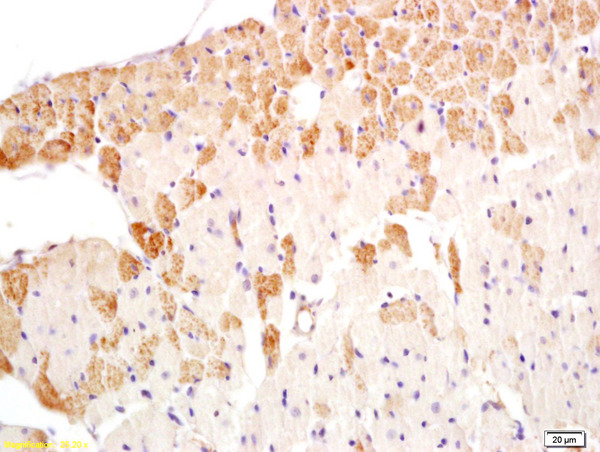 Formalin-fixed and paraffin embedded rat heart labeled with Anti-LKB1 Polyclonal Antibody, Unconjugated (bs-3948R) at 1:200 followed by conjugation to the secondary antibody and DAB staining.