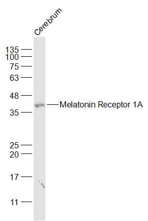 Lane 1: Cerebrum lysates probed with Melatonin Receptor 1A Antibody (bs-0027R) at 1:1000 dilution and 4°C overnight incubation. Followed by conjugated secondary antibody incubation at 1:20000 for 60 min at 37°C