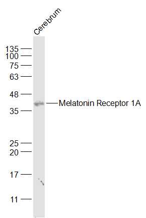 Lane 1: Cerebrum lysates probed with Melatonin Receptor 1A Antibody (bs-0027R) at 1:1000 dilution and 4˚C overnight incubation. Followed by conjugated secondary antibody incubation at 1:20000 for 60 min at 37˚C
