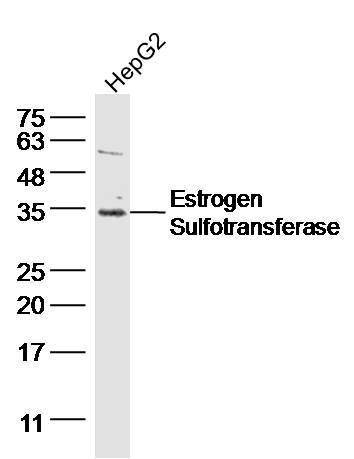 HepG2 probed with Estrogen Sulfotransferase Polyclonal Antibody, Unconjugated (bs-0629R) at 1:300 dilution and 4˚C overnight incubation. Followed by conjugated secondary antibody incubation at 1:20000 for 60 min at 37˚C._x000D_