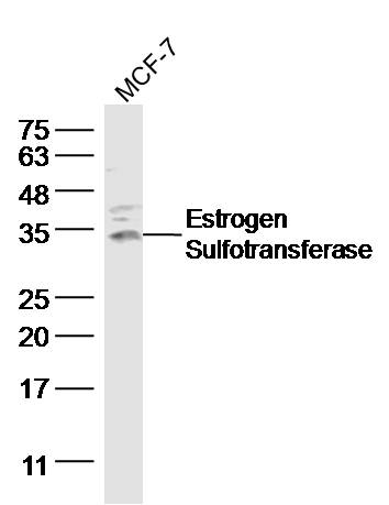 MCF-7 Cell lysates probed with Estrogen Sulfotransferase Polyclonal Antibody, Unconjugated (bs-0629R) at 1:300 dilution and 4˚C overnight incubation. Followed by conjugated secondary antibody incubation at 1:20000 for 60 min at 37˚C._x000D_