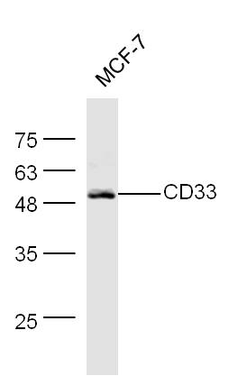 MCK-7 lysates probed with CD33 Polyclonal Antibody, Unconjugated (bs-1514R) at 1:300 dilution and 4˚C overnight incubation. Followed by conjugated secondary antibody incubation at 1:20000 for 60 min at 37˚C