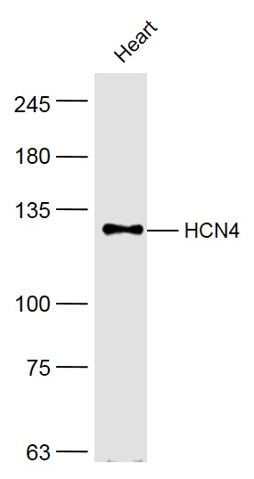 Mouse heart lysates probed with HCN4 Polyclonal Antibody, Unconjugated (bs-1691R) at 1:500 dilution and 4˚C overnight incubation. Followed by conjugated secondary antibody incubation at 1:20000 for 60 min at 37˚C