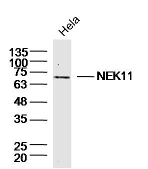 Hela lysates probed with NEK11 Polyclonal Antibody, Unconjugated (bs-19195R) at 1:300 dilution and 4˚C overnight incubation. Followed by conjugated secondary antibody incubation at 1:20000 for 60 min at 37˚C