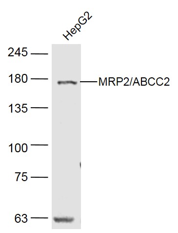 HepG2 cell lysates probed with ABCC2\/MRP2 Polyclonal Antibody, Unconjugated (bs-1092R) at 1:500 dilution and 4˚C overnight incubation. Followed by conjugated secondary antibody incubation at 1:10000 for 60 min at 37˚C.