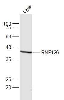 Mouse liver lysates probed with RNF126 Polyclonal Antibody, Unconjugated (bs-2125R) at 1:1000 dilution and 4˚C overnight incubation. Followed by conjugated secondary antibody incubation at 1:20000 for 60 min at 37˚C.
