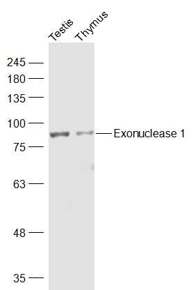 Lane 1: Mouse testis lysates; Lane 2: Mouse thymus lysates probed with Exonuclease 1 Polyclonal Antibody, Unconjugated (bs-13119R) at 1:300 dilution and 4˚C overnight incubation. Followed by conjugated secondary antibody incubation at 1:10000 for 60 min at 37˚C.