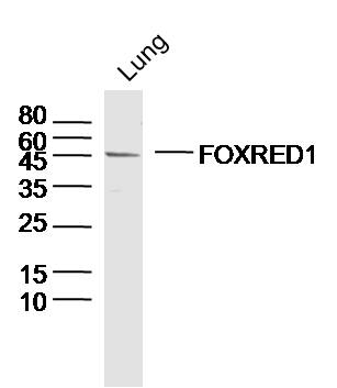 Mouse lung lysates probed with FOXRED1 Polyclonal Antibody, Unconjugated (bs-13209R) at 1:300 dilution and 4˚C overnight incubation. Followed by conjugated secondary antibody incubation at 1:10000 for 60 min at 37˚C.