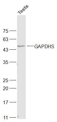 Mosue testis lysates probed with GAPDHS Polyclonal Antibody, Unconjugated (bs-13282R) at 1:1000 dilution and 4˚C overnight incubation. Followed by conjugated secondary antibody incubation at 1:10000 for 60 min at 37˚C.