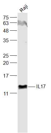 Raji cell lysates probed with IL17  Polyclonal Antibody, Unconjugated (bs-2140R) at 1:1000 dilution and 4˚C overnight incubation. Followed by conjugated secondary antibody incubation at 1:10000 for 60 min at 37˚C.