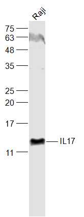 Raji cell lysates probed with IL17 Polyclonal Antibody, Unconjugated (bs-2140R) at 1:1000 dilution and 4˚C overnight incubation. Followed by conjugated secondary antibody incubation at 1:10000 for 60 min at 37˚C.