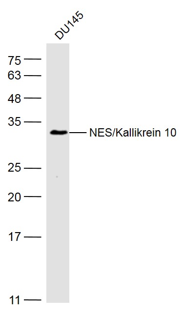 DU145 cell lysates probed with NES/Kallikrein 10 Polyclonal Antibody, Unconjugated (bs-2531R) at 1:500 dilution and 4˚C overnight incubation. Followed by conjugated secondary antibody incubation at 1:10000 for 60 min at 37˚C.